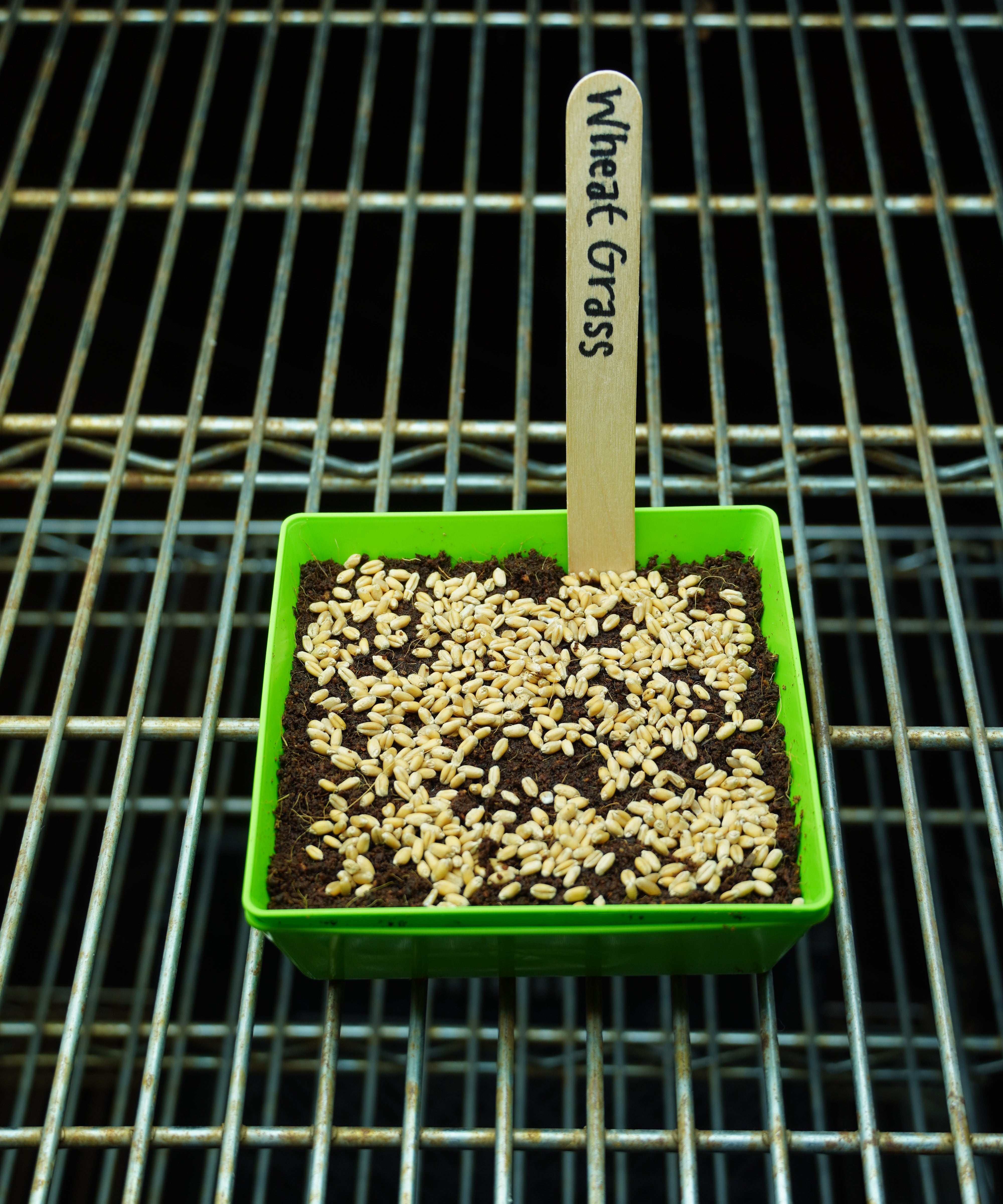 Microgreen Seed - Wheat Grass, ORGANIC - Sow True Seed