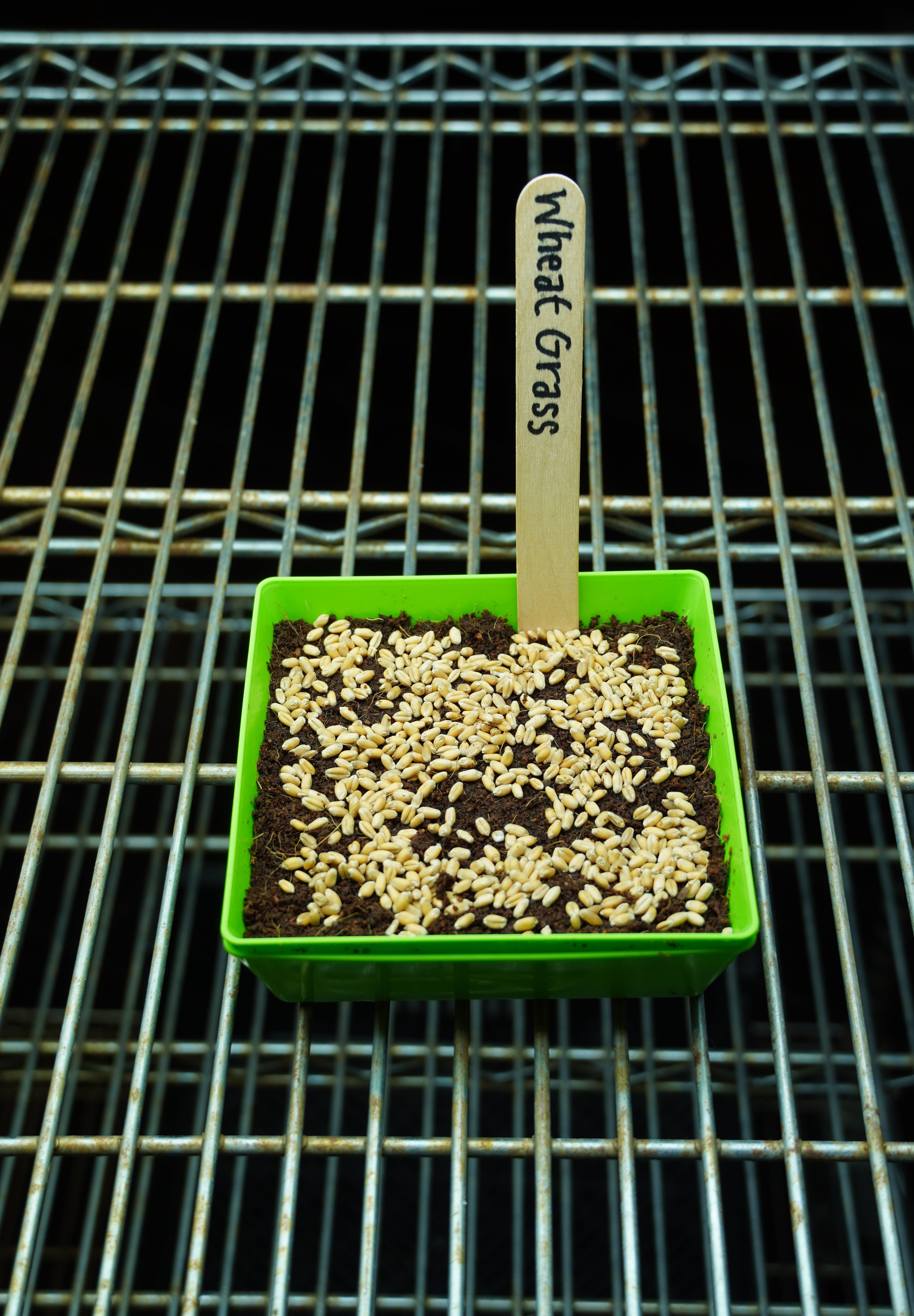 Microgreen Seed - Wheat Grass, ORGANIC - Sow True Seed