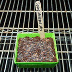 Microgreen Seed - Spicy Mustard Mix - Sow True Seed
