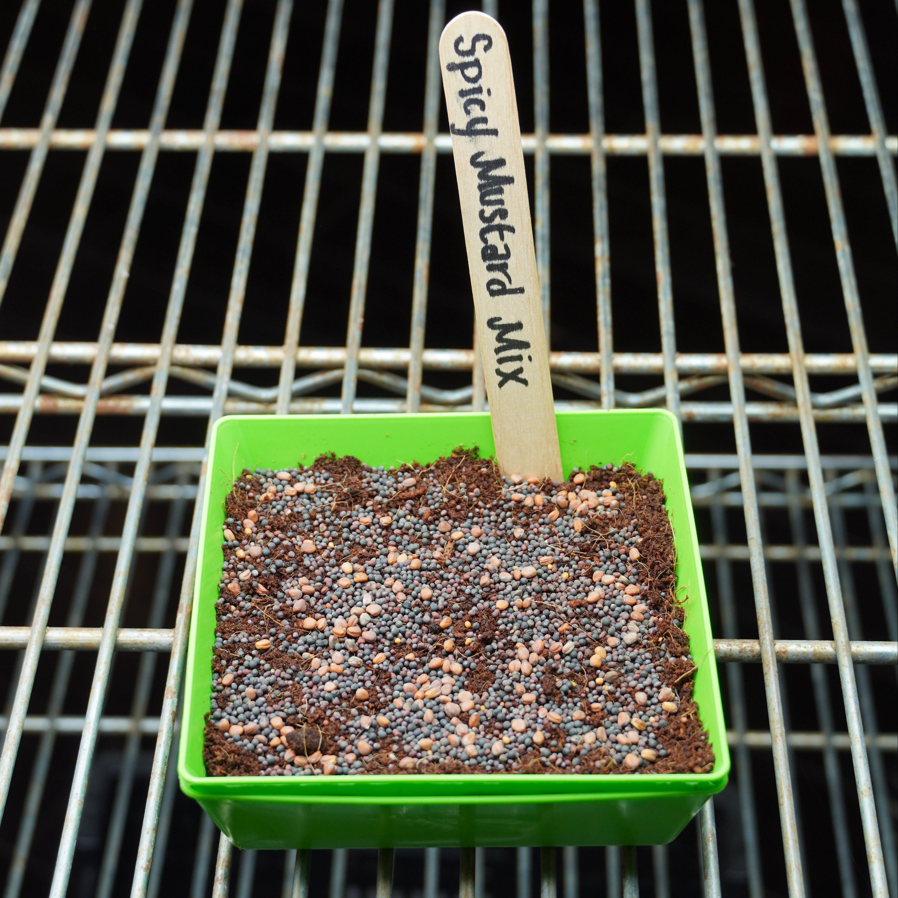 Microgreen Seed - Spicy Mustard Mix - Sow True Seed