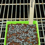 Microgreen Seed - Sunflower, ORGANIC - Sow True Seed