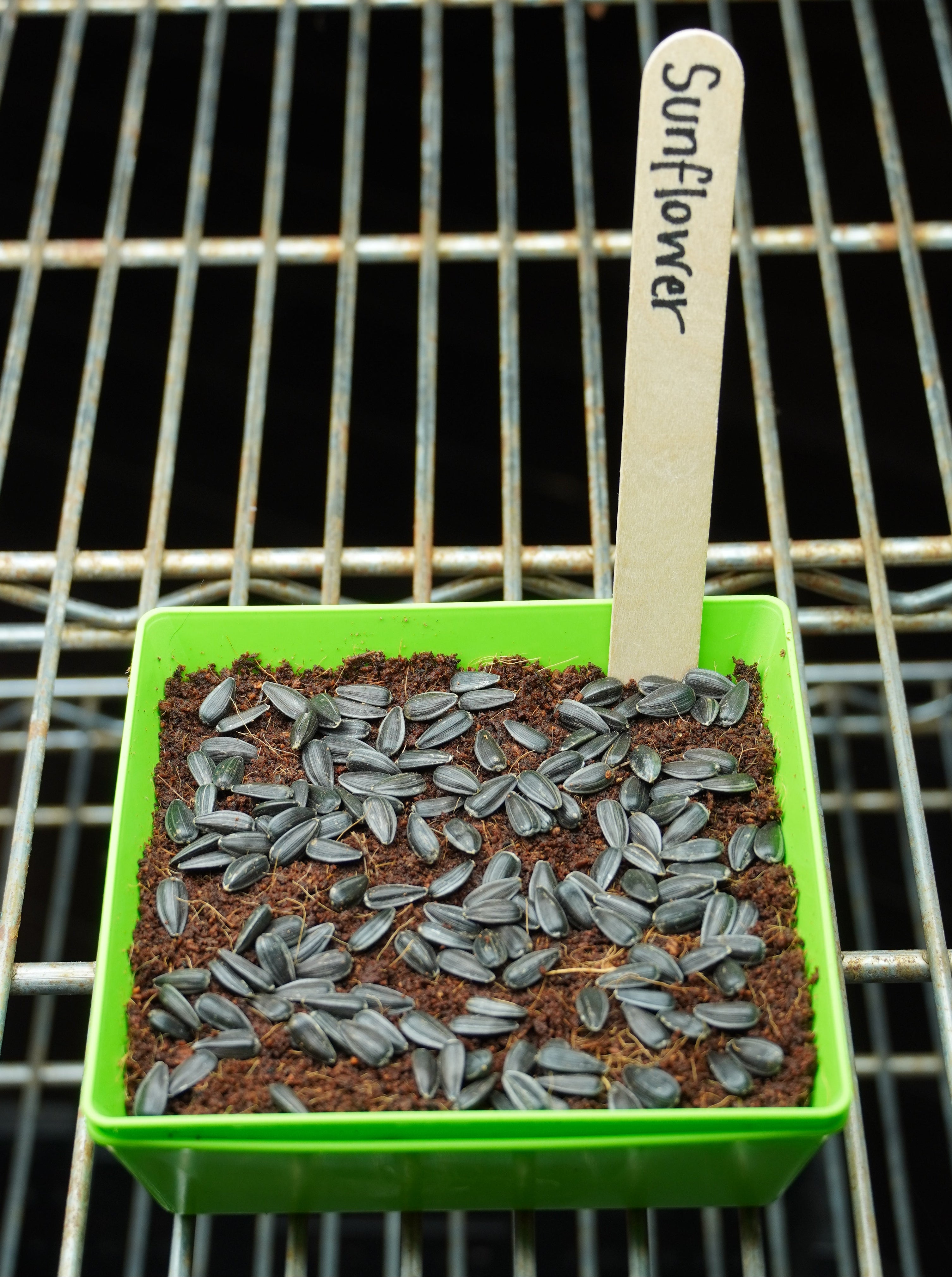 Microgreen Seed - Sunflower, ORGANIC - Sow True Seed