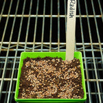 Microgreen Seed - Radish, China Rose, ORGANIC - Sow True Seed