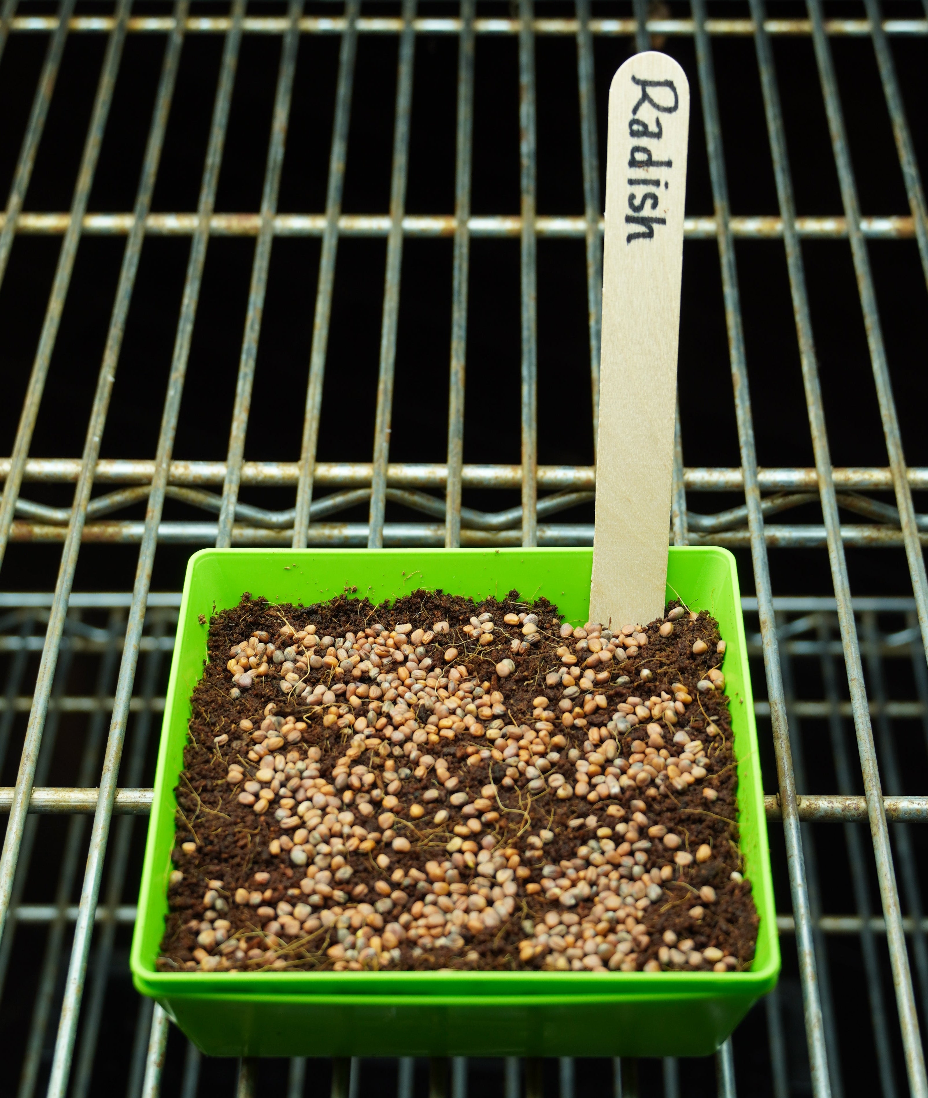 Microgreen Seed - Radish, China Rose, ORGANIC - Sow True Seed