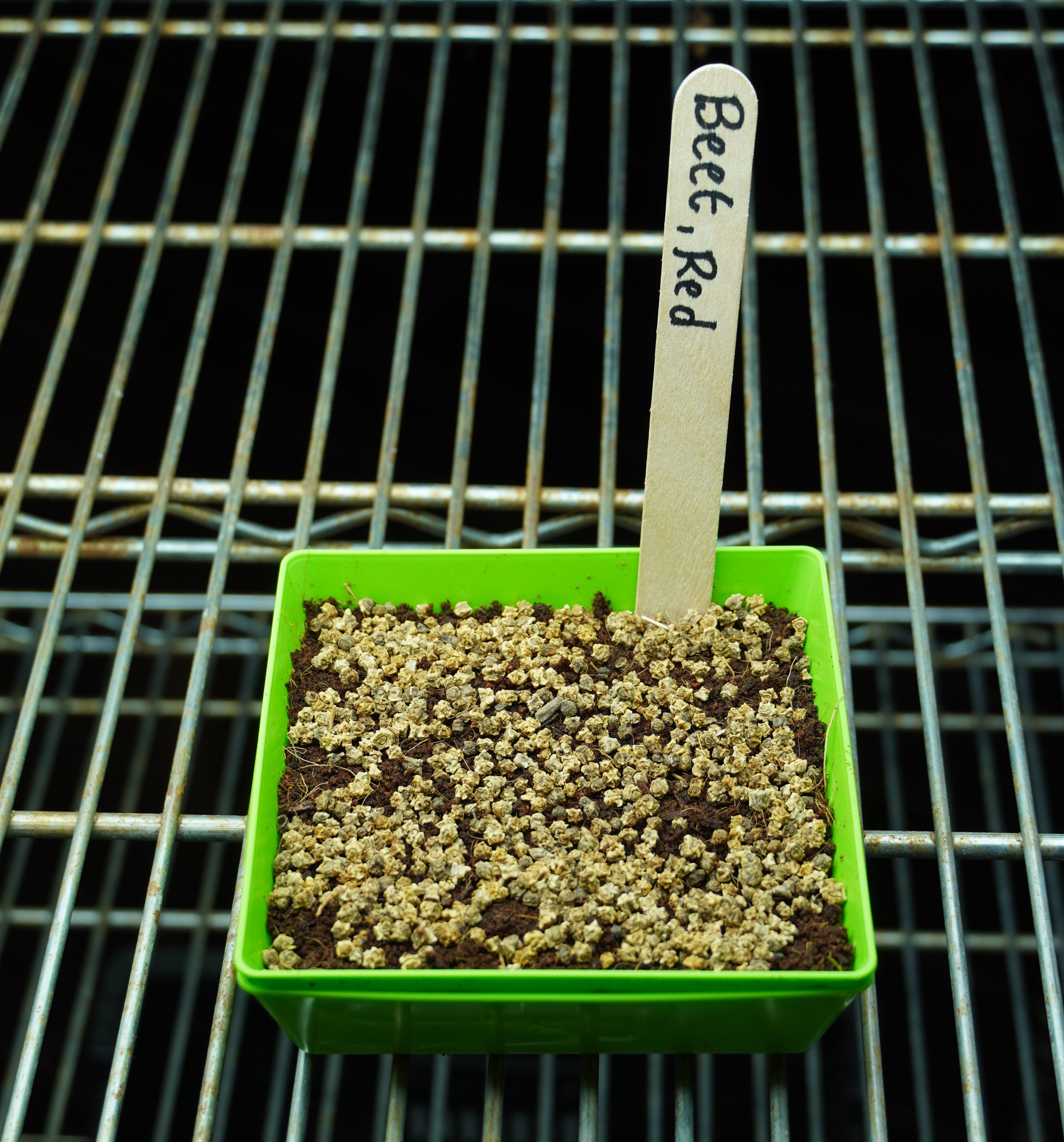 Microgreen Seed - Beet, Red - Sow True Seed