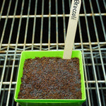 Microgreen Seed - Broccoli, ORGANIC - Sow True Seed