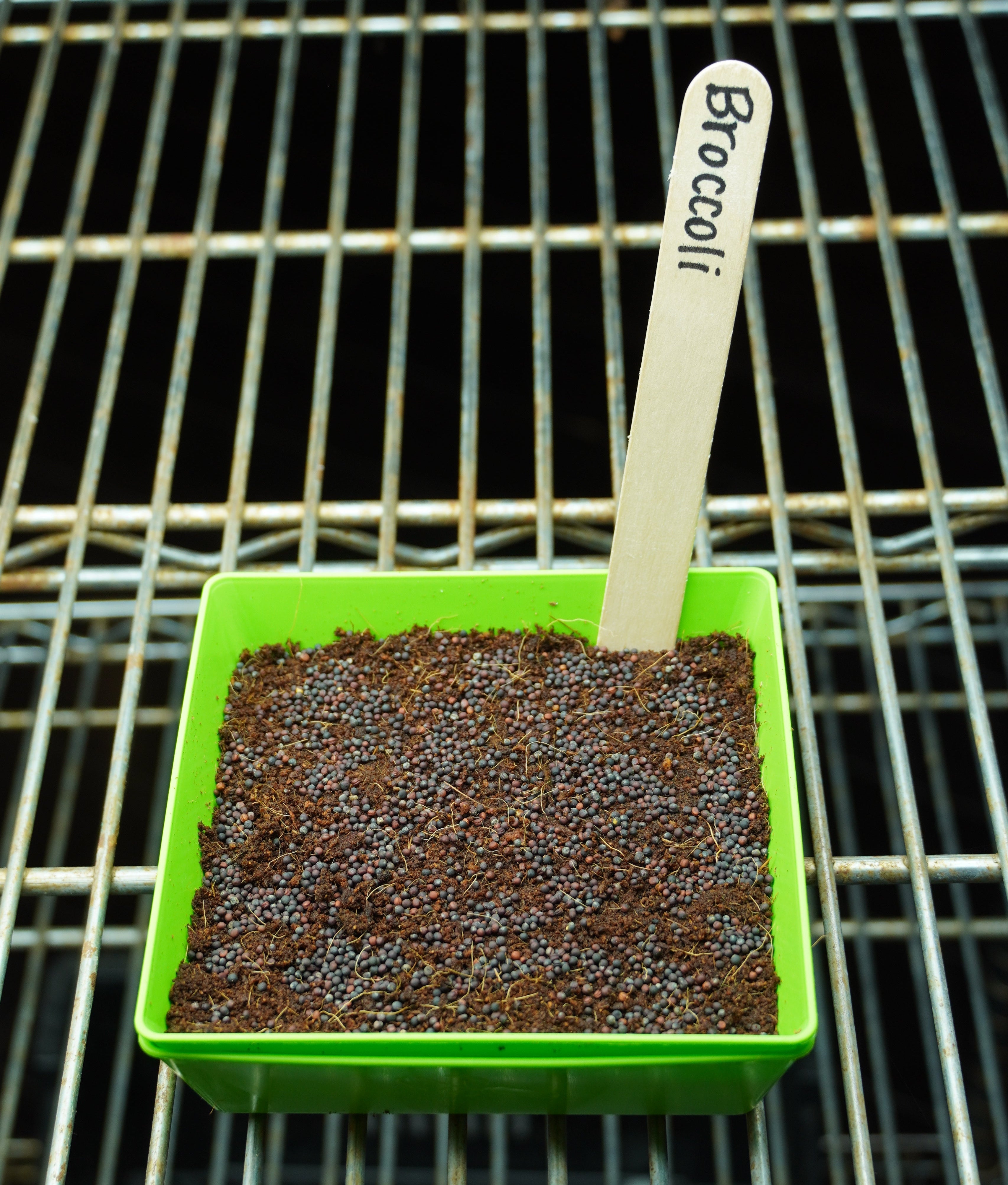 Microgreen Seed - Broccoli, ORGANIC - Sow True Seed