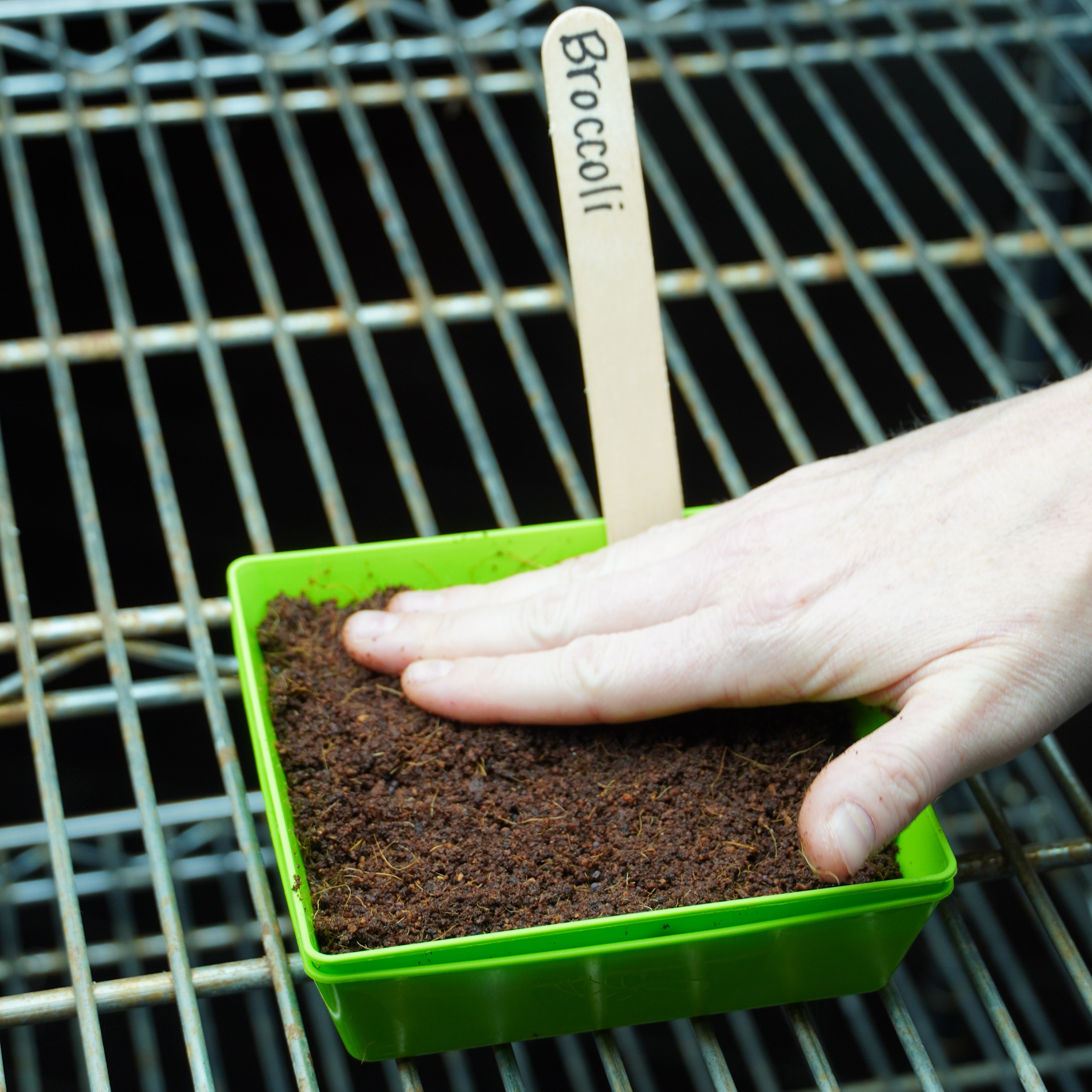 Microgreen Seed - Broccoli, ORGANIC - Sow True Seed
