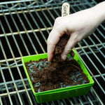 Microgreen Seed - Sunflower, ORGANIC - Sow True Seed