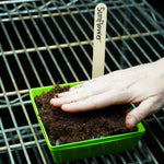 Microgreen Seed - Sunflower, ORGANIC - Sow True Seed
