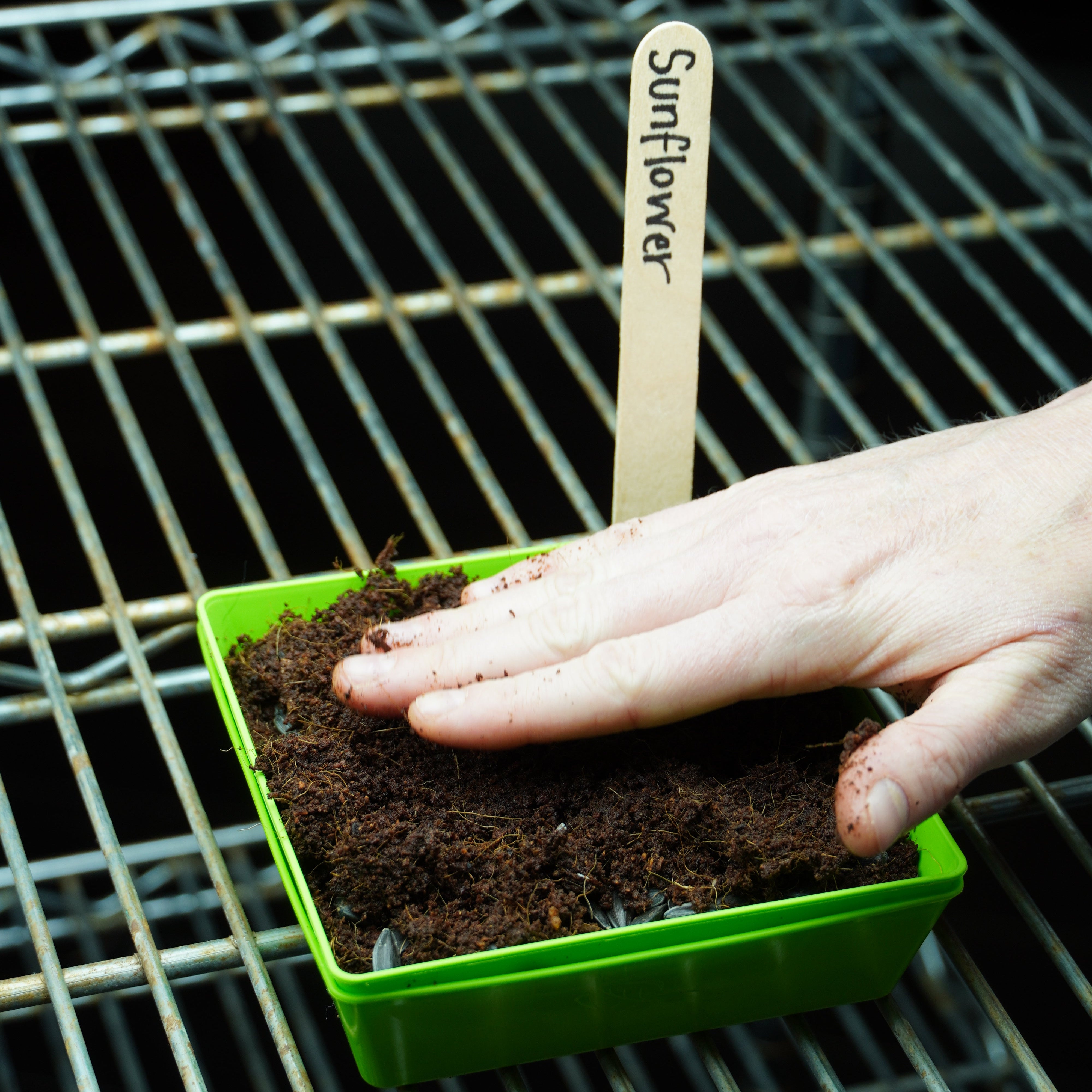 Microgreen Seed - Sunflower, ORGANIC - Sow True Seed
