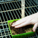Microgreen Seed - Beet, Red - Sow True Seed