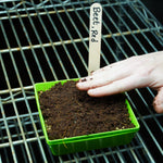 Microgreen Seed - Beet, Red - Sow True Seed