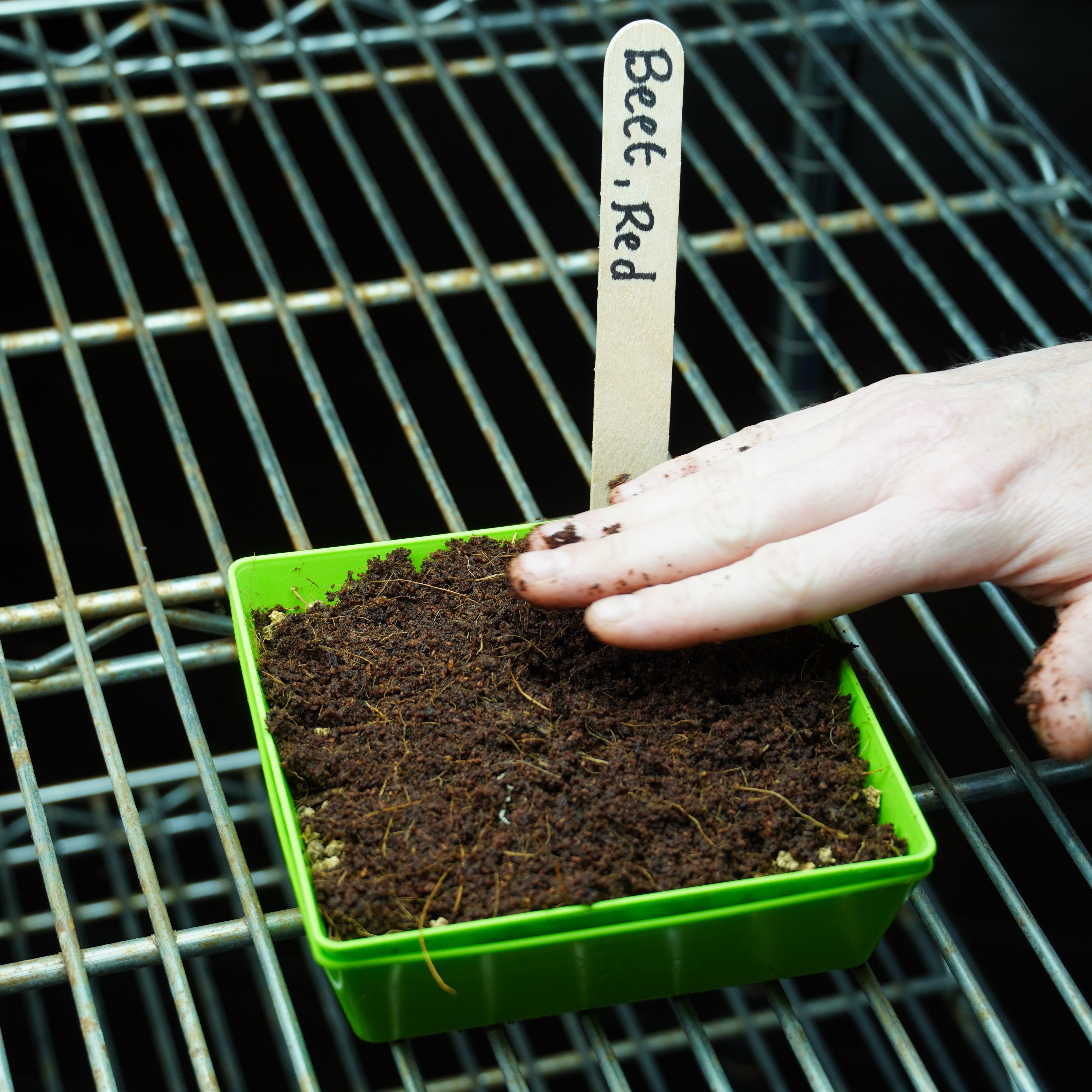 Microgreen Seed - Beet, Red - Sow True Seed