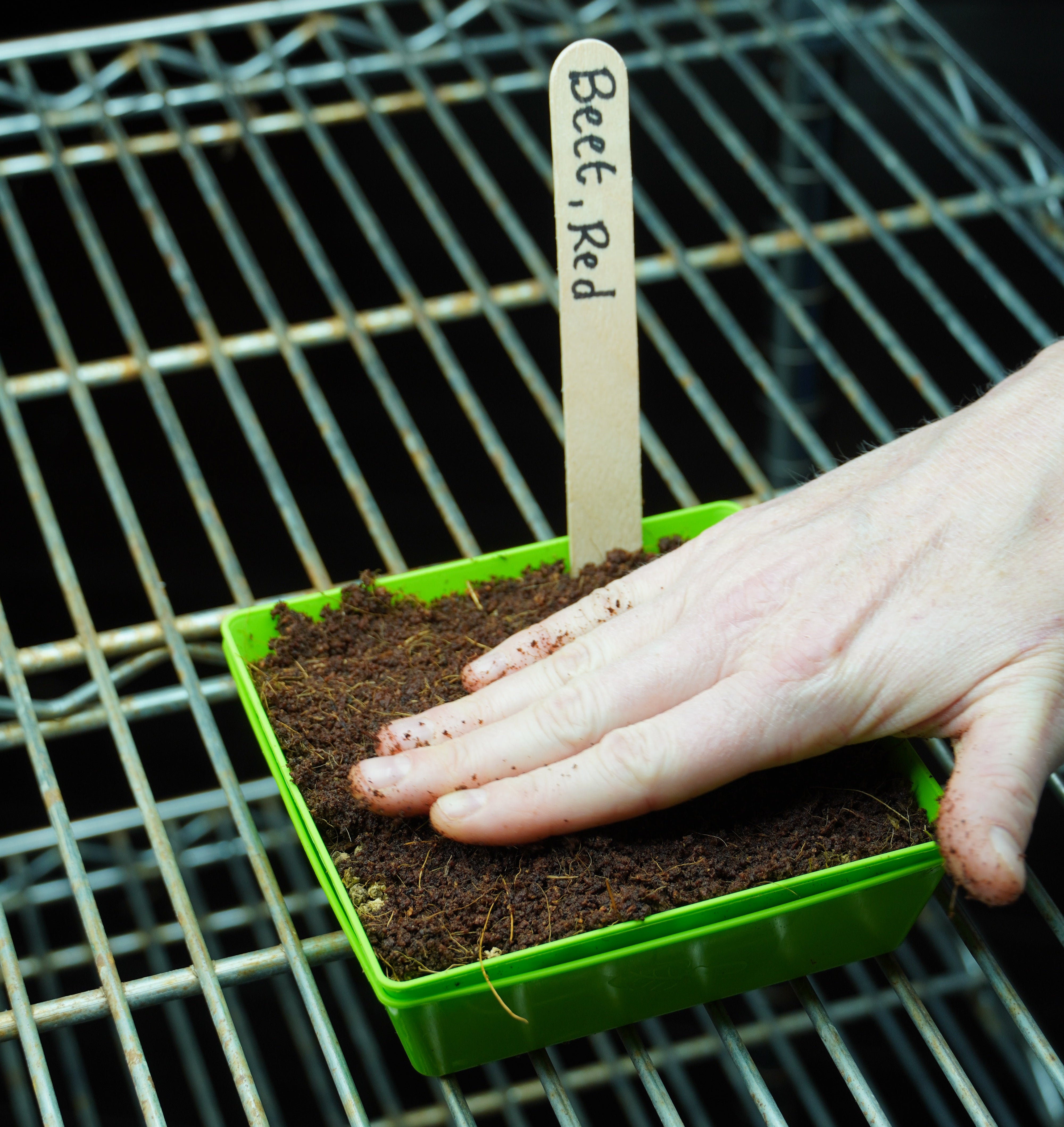 Microgreen Seed - Beet, Red - Sow True Seed