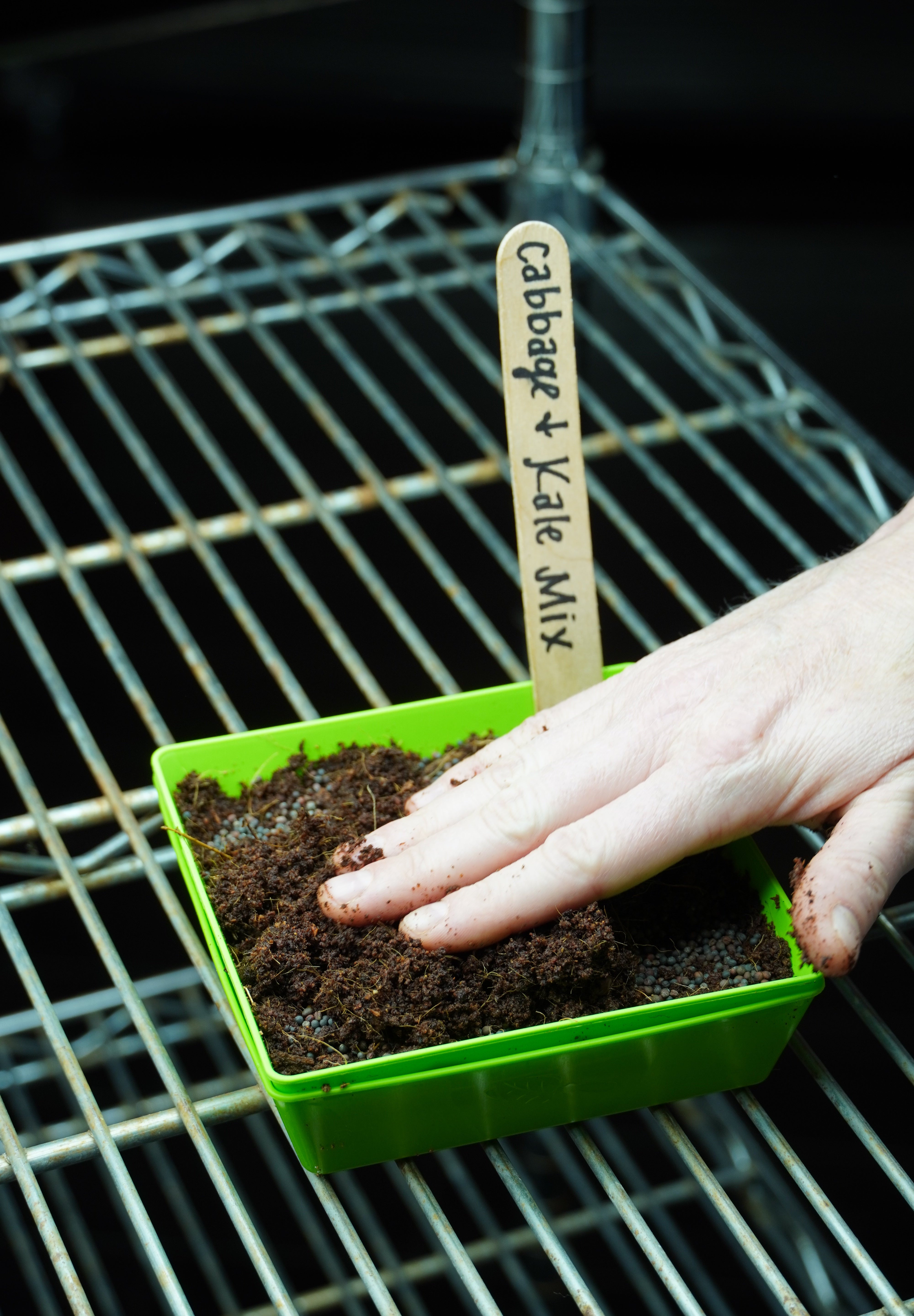 Microgreen Seed - Cabbage and Kale Mix - Sow True Seed