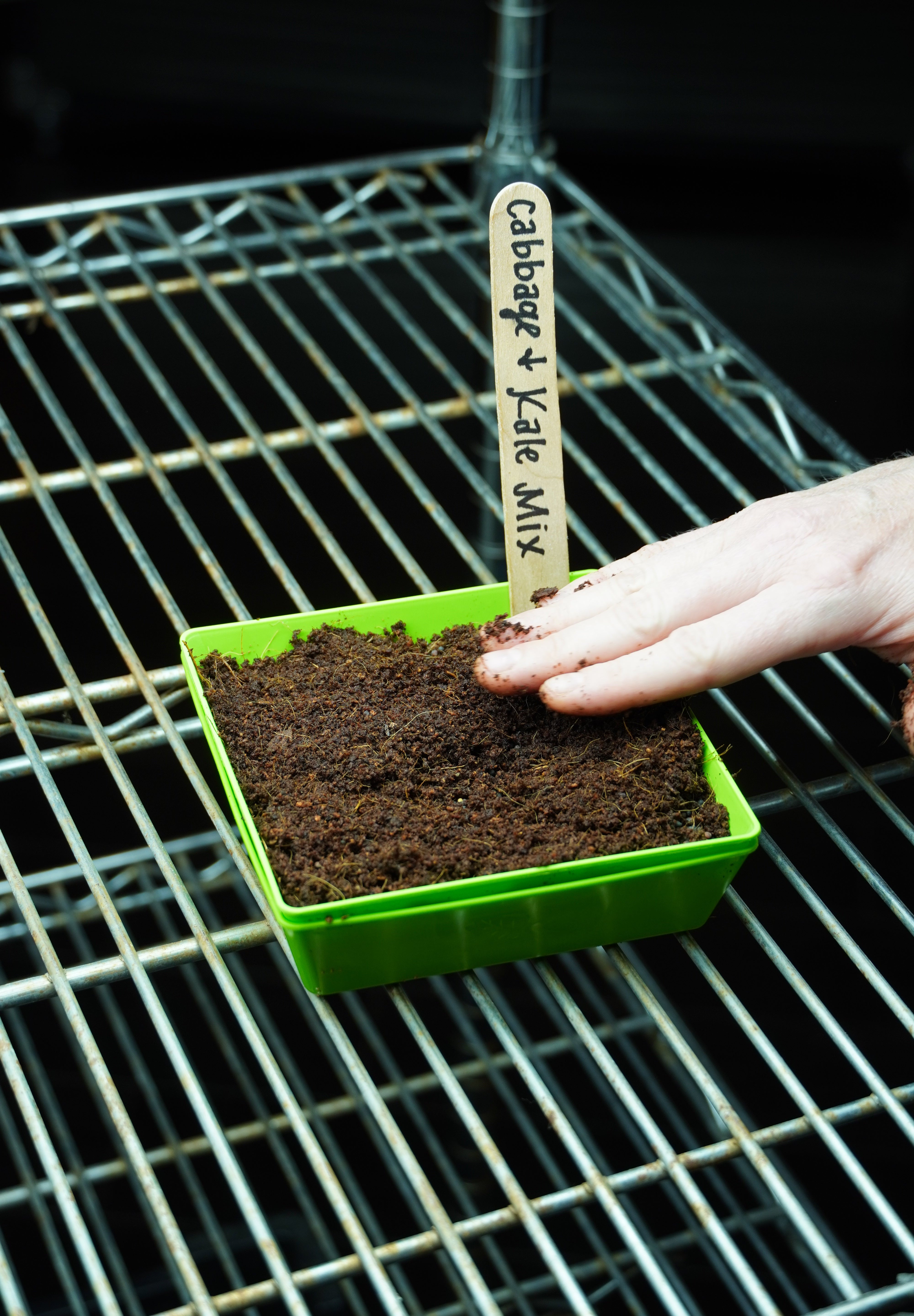 Microgreen Seed - Cabbage and Kale Mix - Sow True Seed
