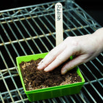 Microgreen Seed - Radish, China Rose, ORGANIC - Sow True Seed