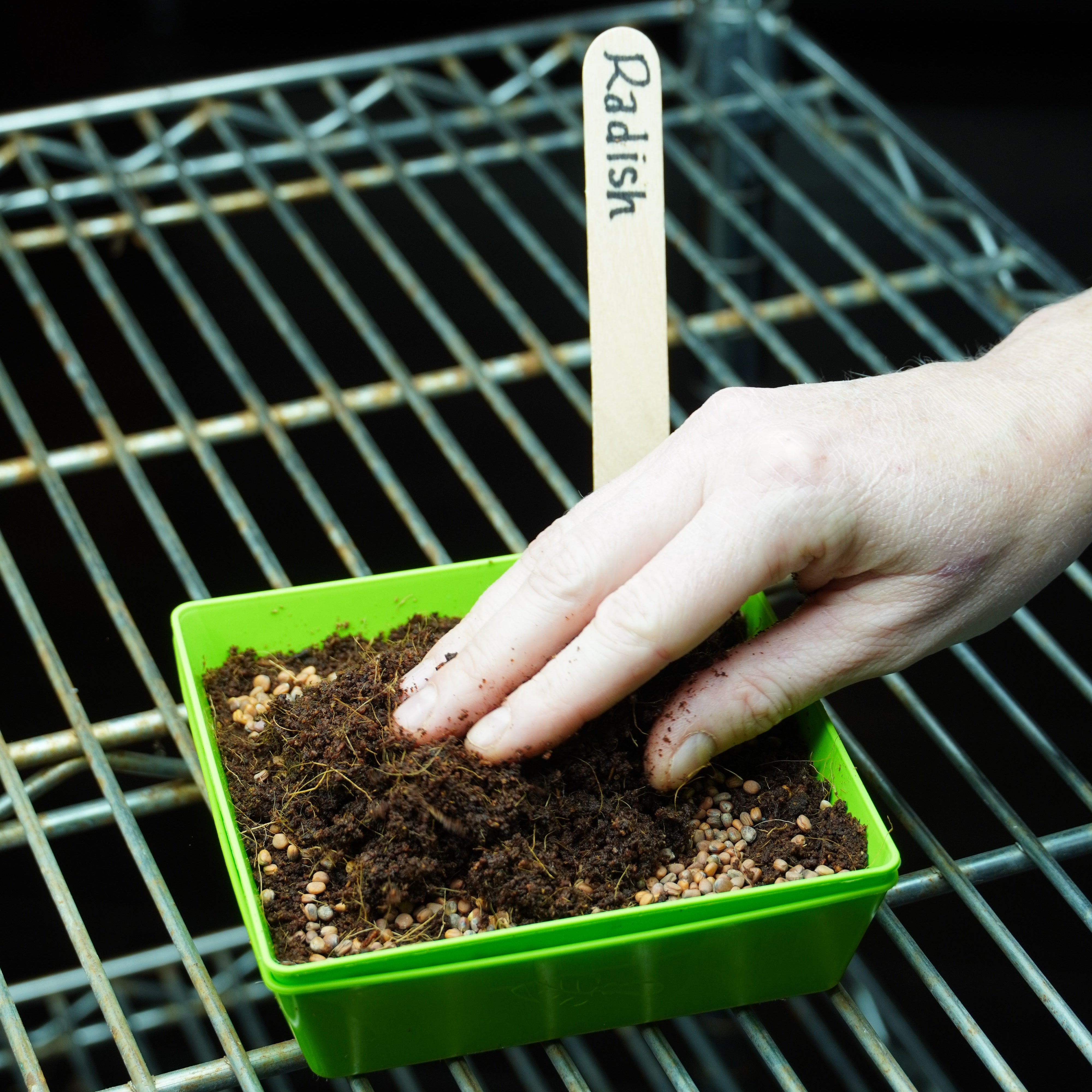Microgreen Seed - Radish, China Rose, ORGANIC - Sow True Seed