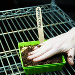 Microgreen Seed - Wheat Grass, ORGANIC - Sow True Seed