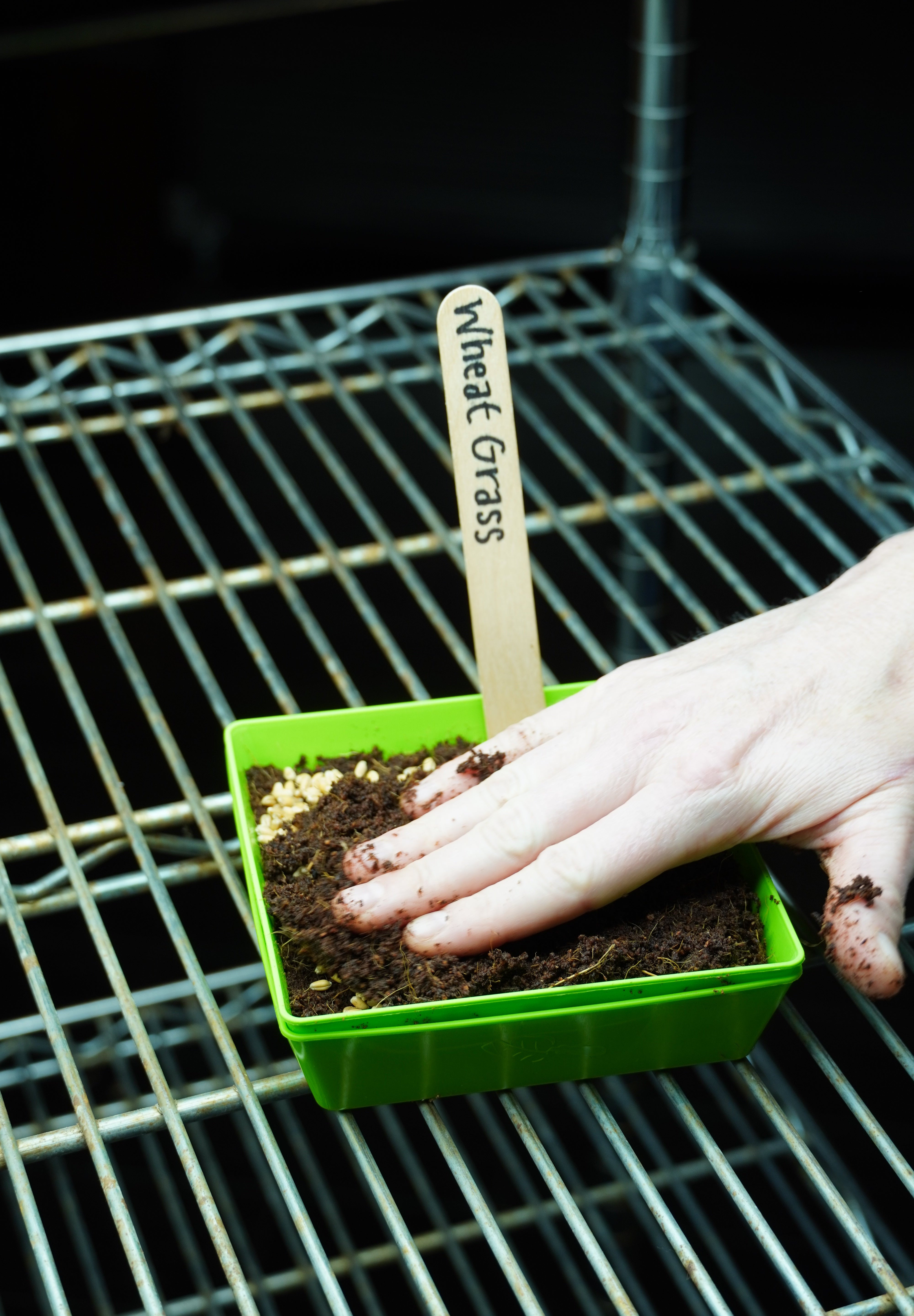 Microgreen Seed - Wheat Grass, ORGANIC - Sow True Seed