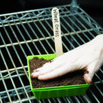 Microgreen Seed - Wheat Grass, ORGANIC - Sow True Seed
