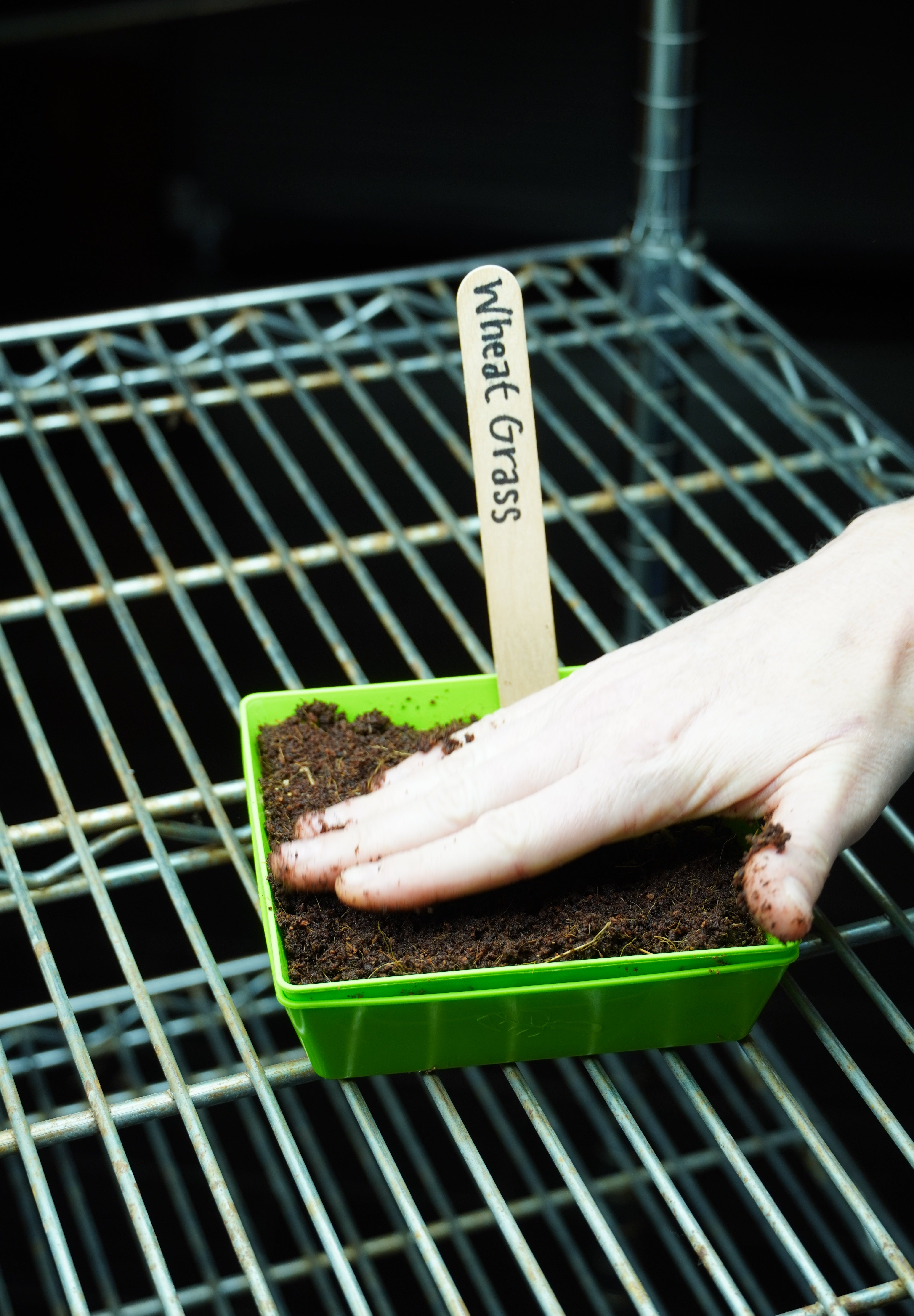 Microgreen Seed - Wheat Grass, ORGANIC - Sow True Seed