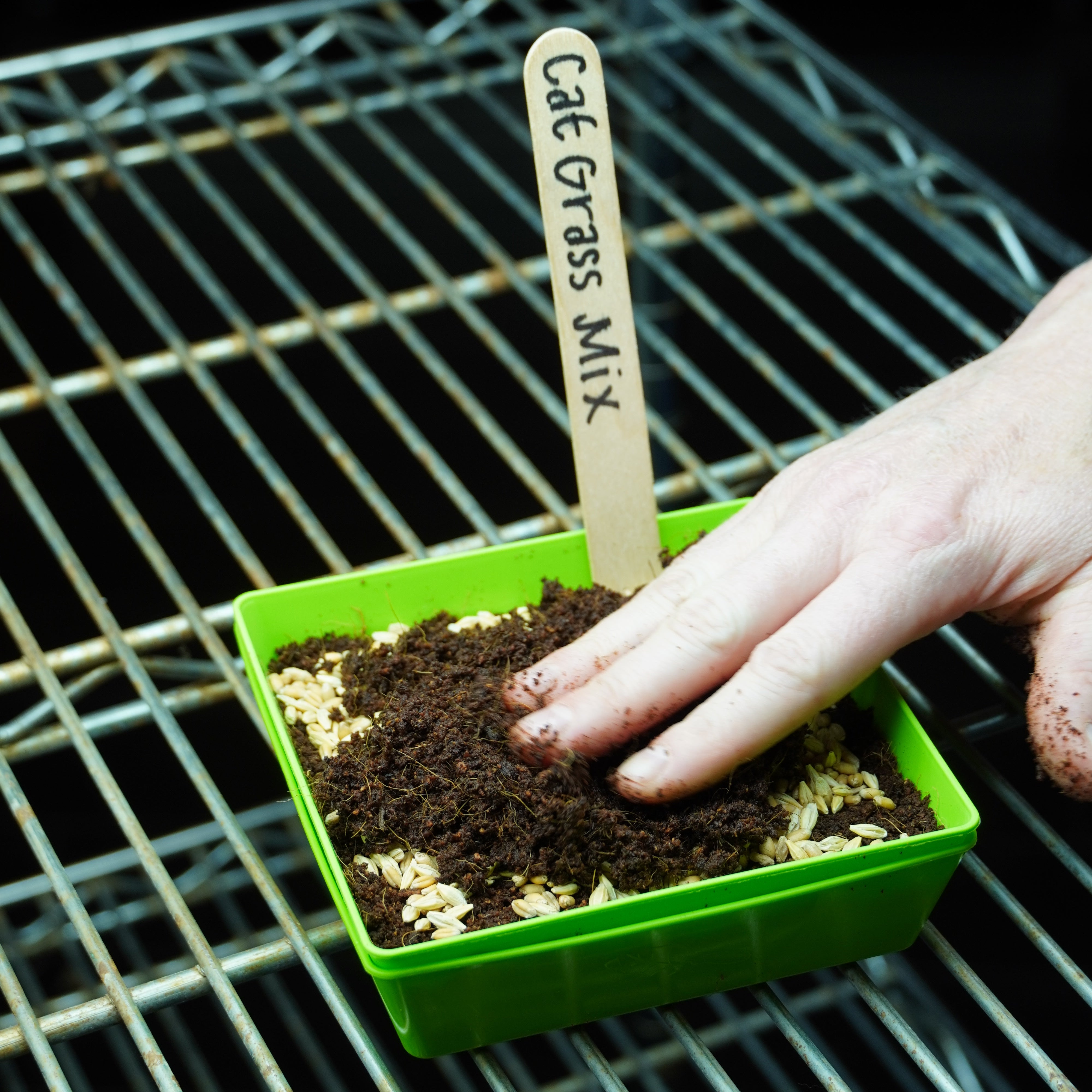 Microgreen Seed - Cat Grass Mix, ORGANIC - Sow True Seed