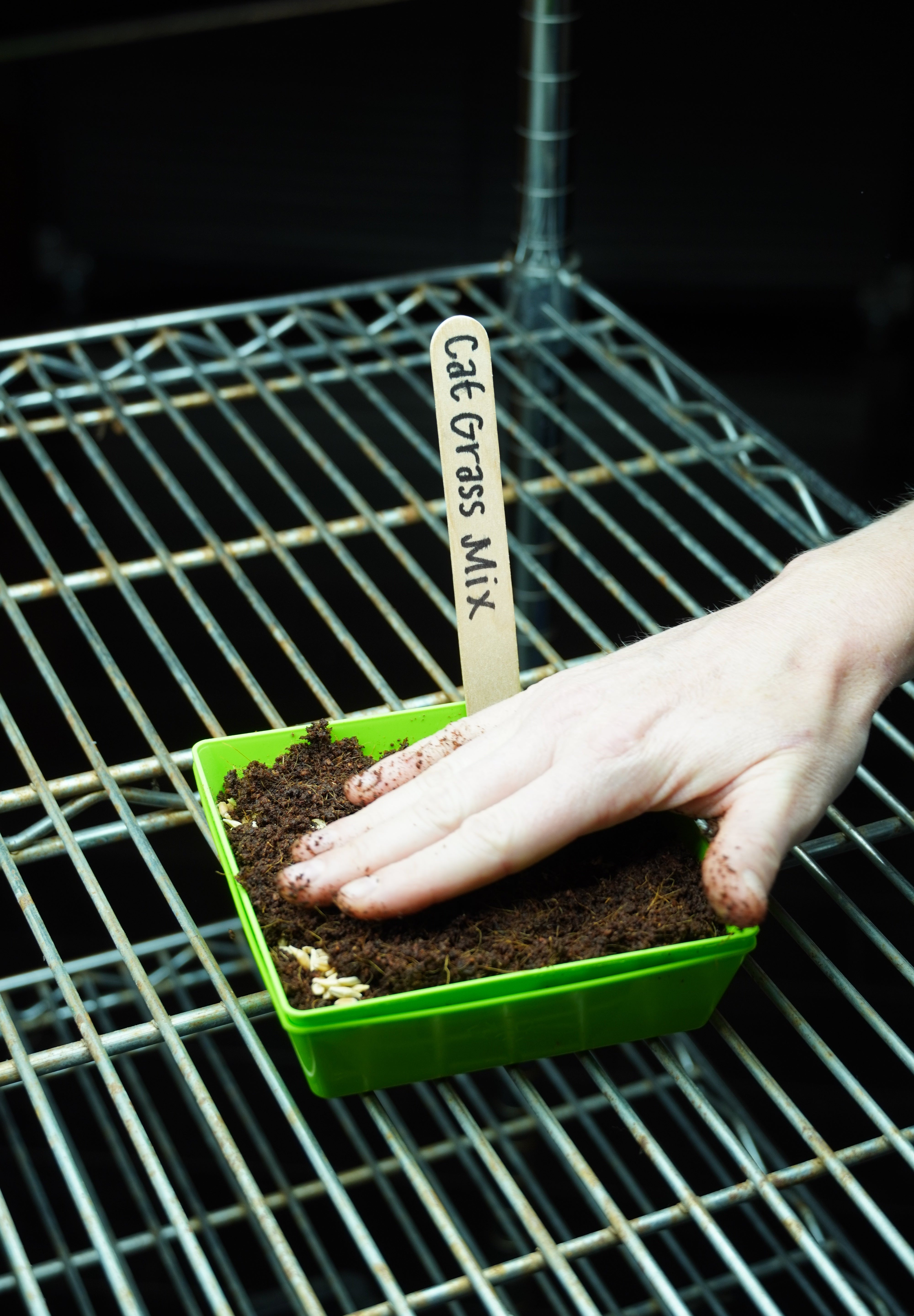 Microgreen Seed - Cat Grass Mix, ORGANIC - Sow True Seed