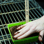Microgreen Seed - Rainbow Mix - Sow True Seed