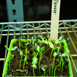 Microgreen Seed - Sunflower, ORGANIC - Sow True Seed