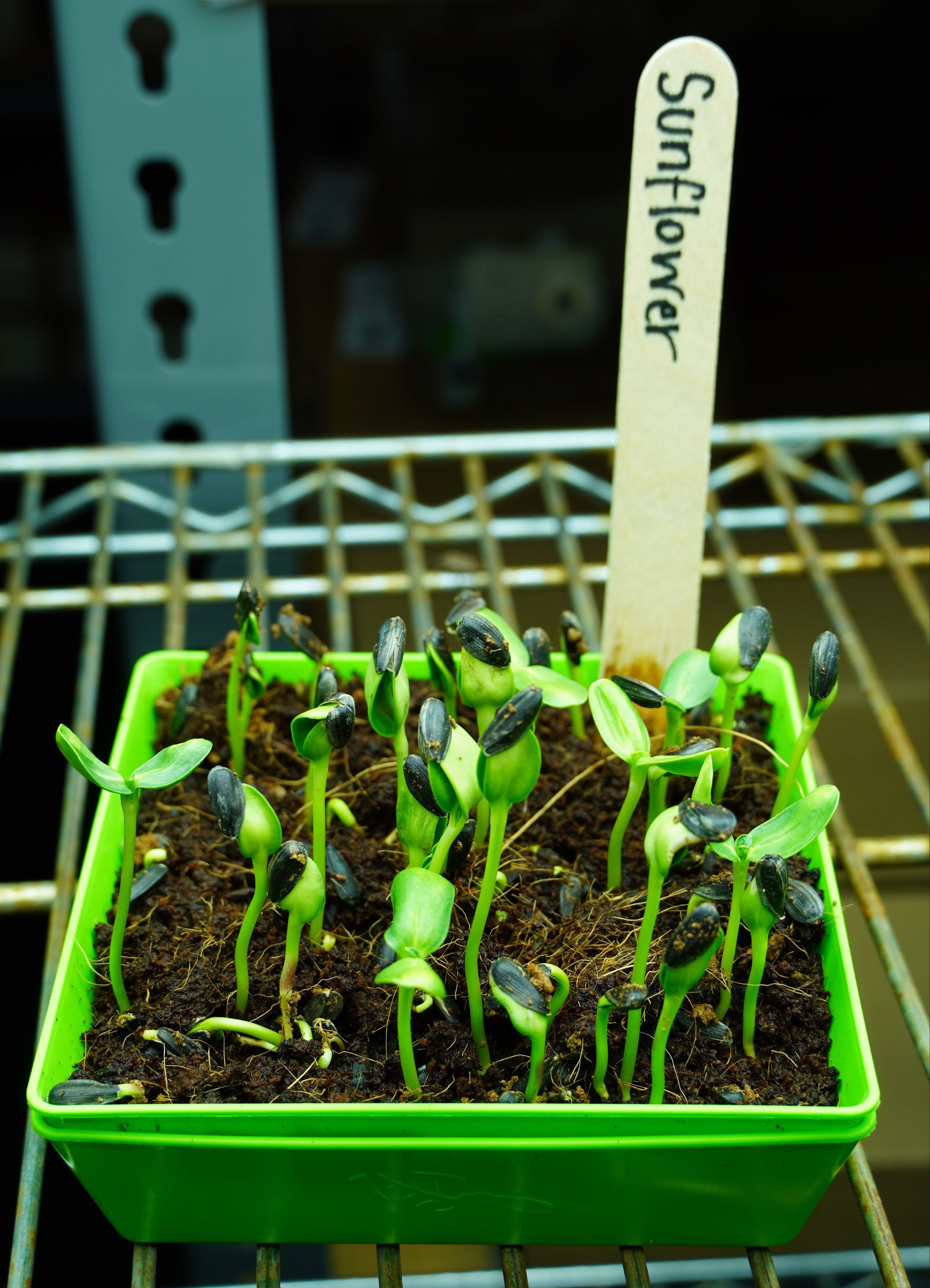 Microgreen Seed - Sunflower, ORGANIC - Sow True Seed