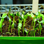 Microgreen Seed - Sunflower, ORGANIC - Sow True Seed