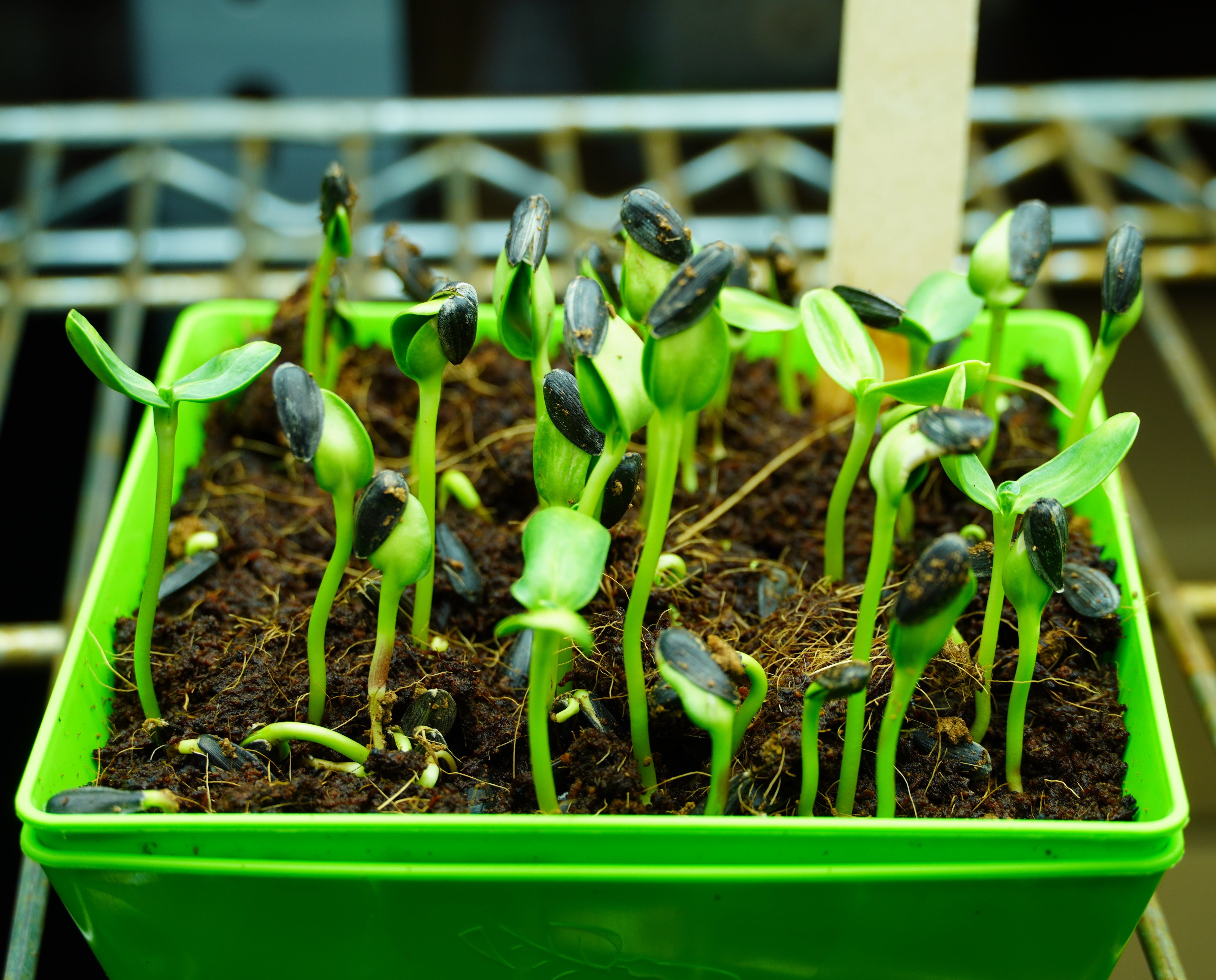 Microgreen Seed - Sunflower, ORGANIC - Sow True Seed