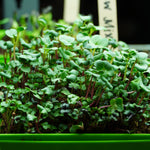 Microgreen Seed - Rainbow Mix - Sow True Seed