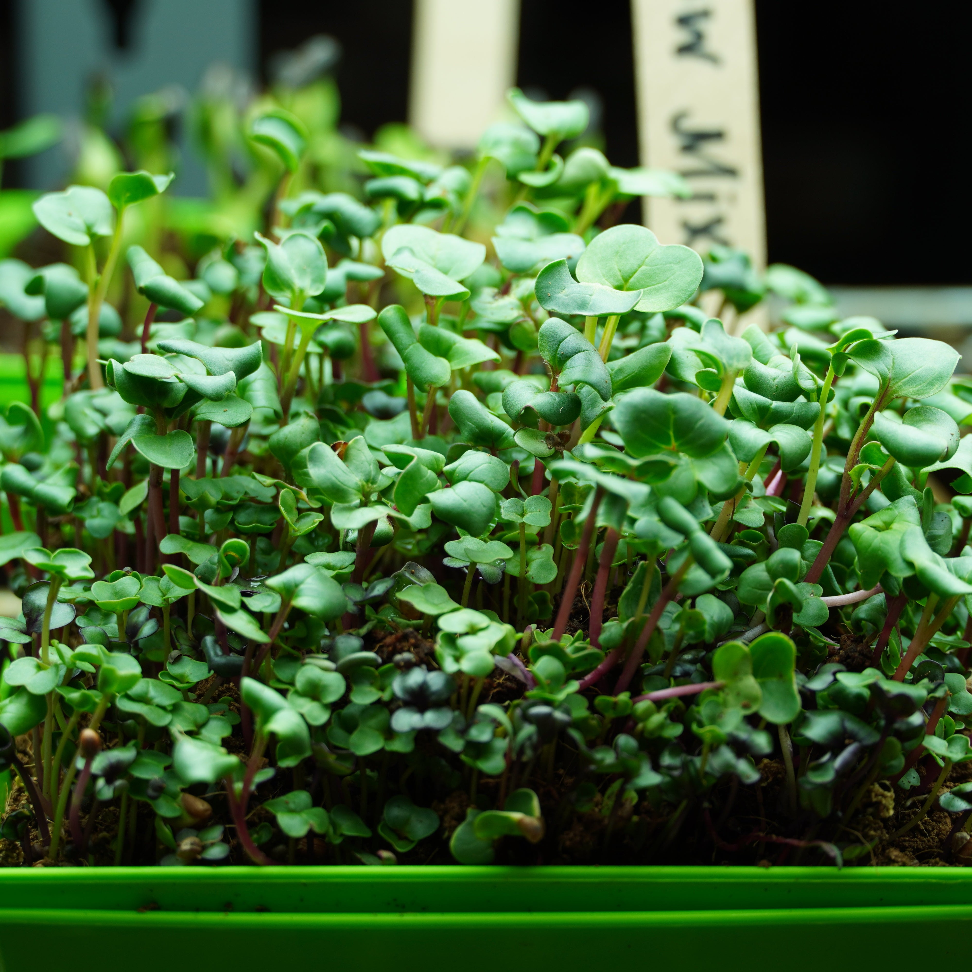 Microgreen Seed - Rainbow Mix - Sow True Seed