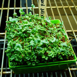 Microgreen Seed - Spicy Mustard Mix - Sow True Seed