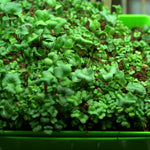 Microgreen Seed - Spicy Mustard Mix - Sow True Seed