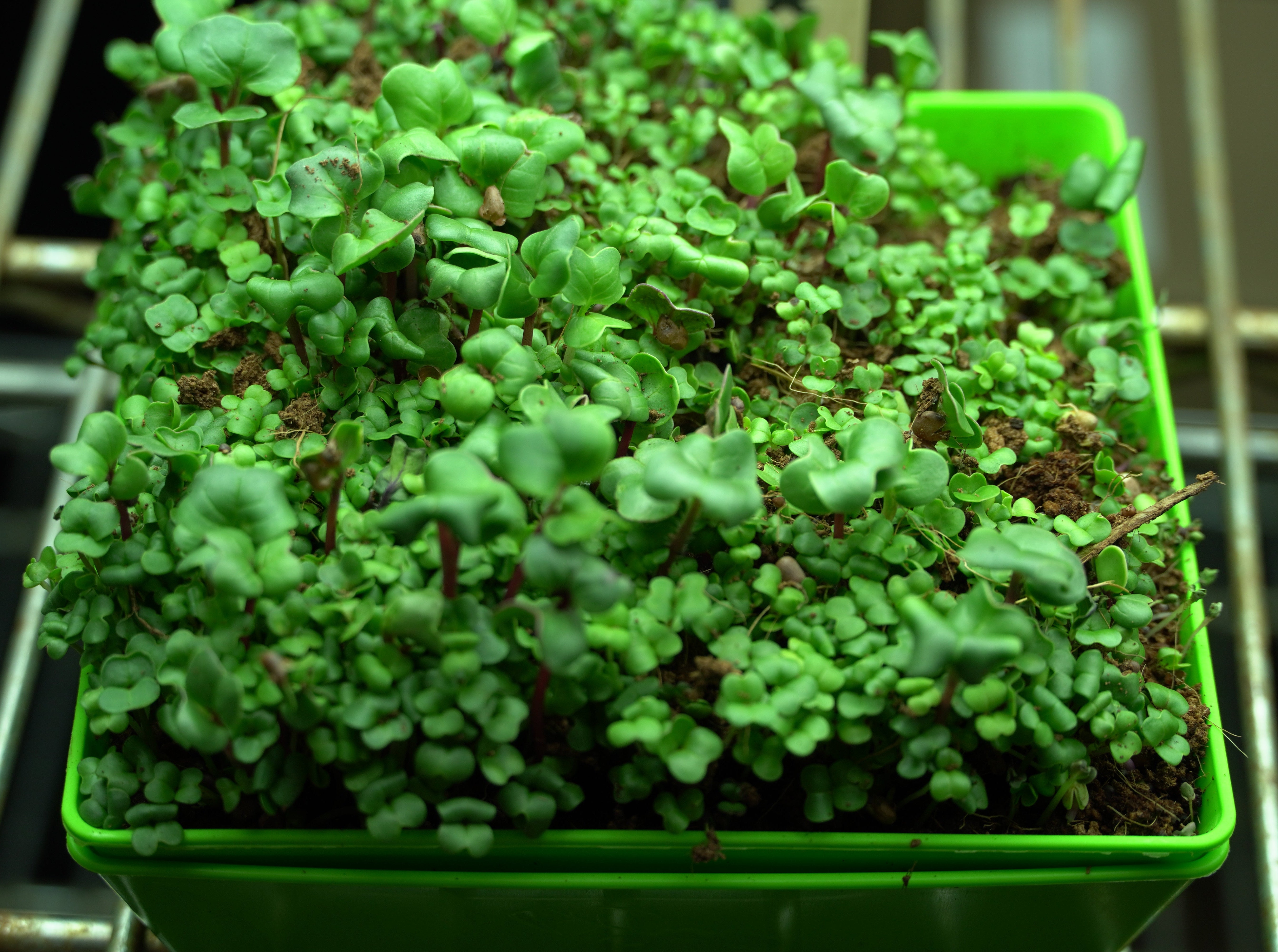 Microgreen Seed - Spicy Mustard Mix - Sow True Seed