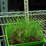 Microgreen Seed - Cat Grass Mix, ORGANIC - Sow True Seed