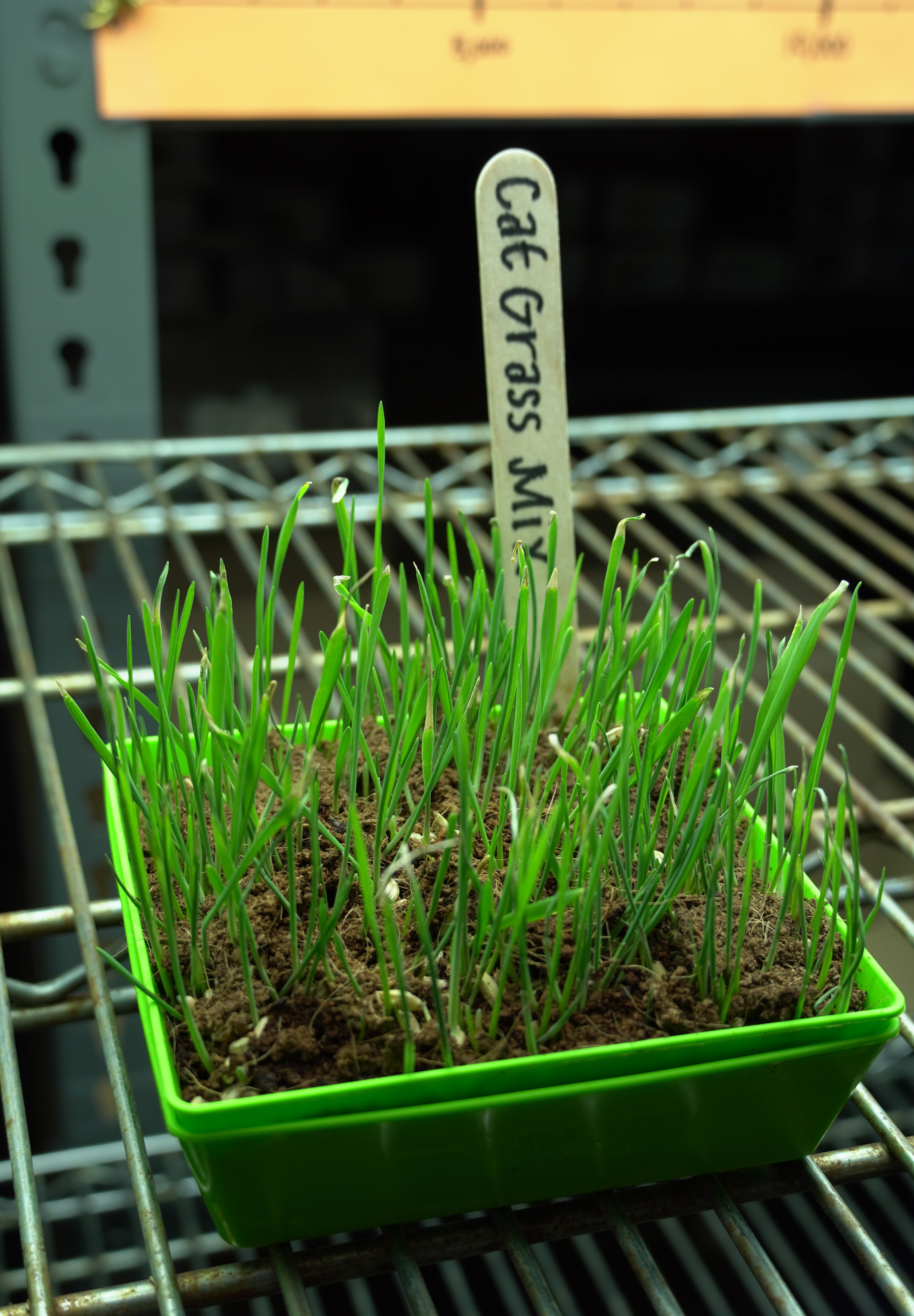 Microgreen Seed - Cat Grass Mix, ORGANIC - Sow True Seed