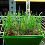 Microgreen Seed - Cat Grass Mix, ORGANIC - Sow True Seed