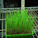 Microgreen Seed - Wheat Grass, ORGANIC - Sow True Seed