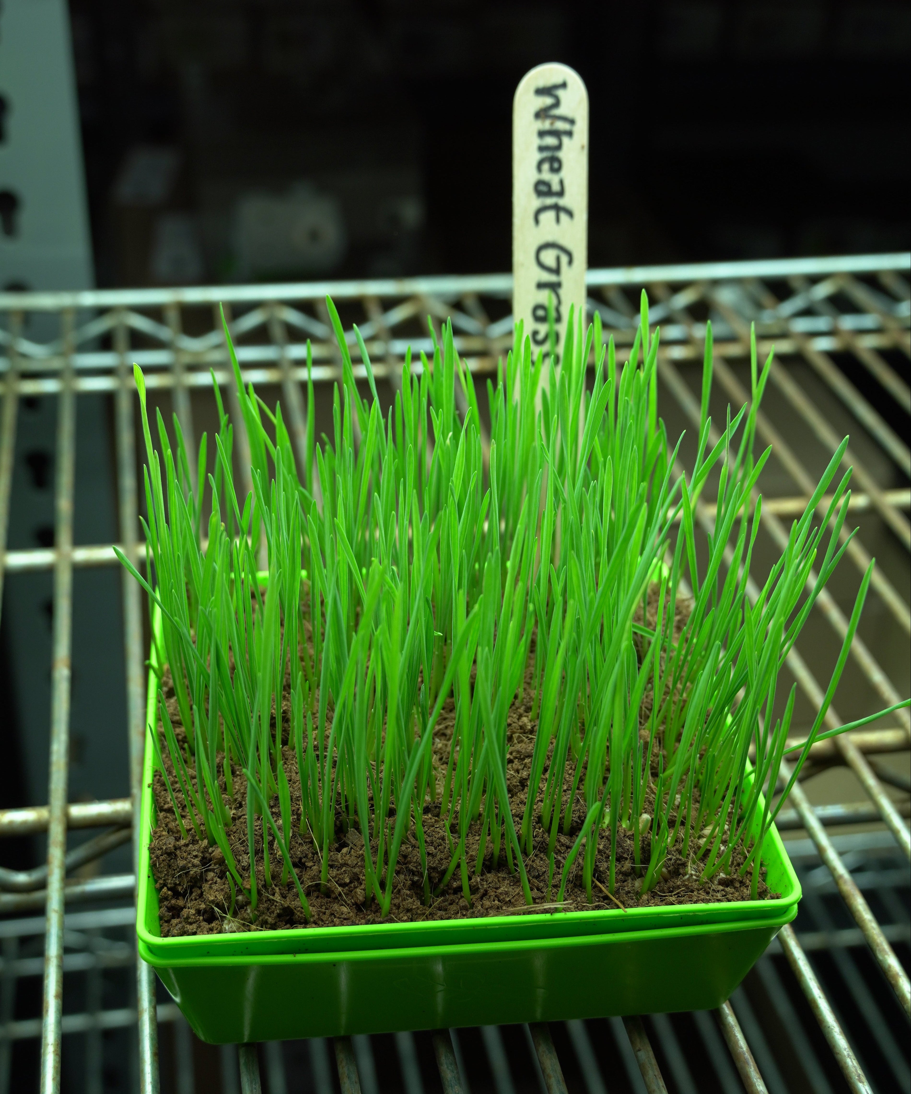 Microgreen Seed - Wheat Grass, ORGANIC - Sow True Seed