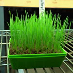 Microgreen Seed - Wheat Grass, ORGANIC - Sow True Seed