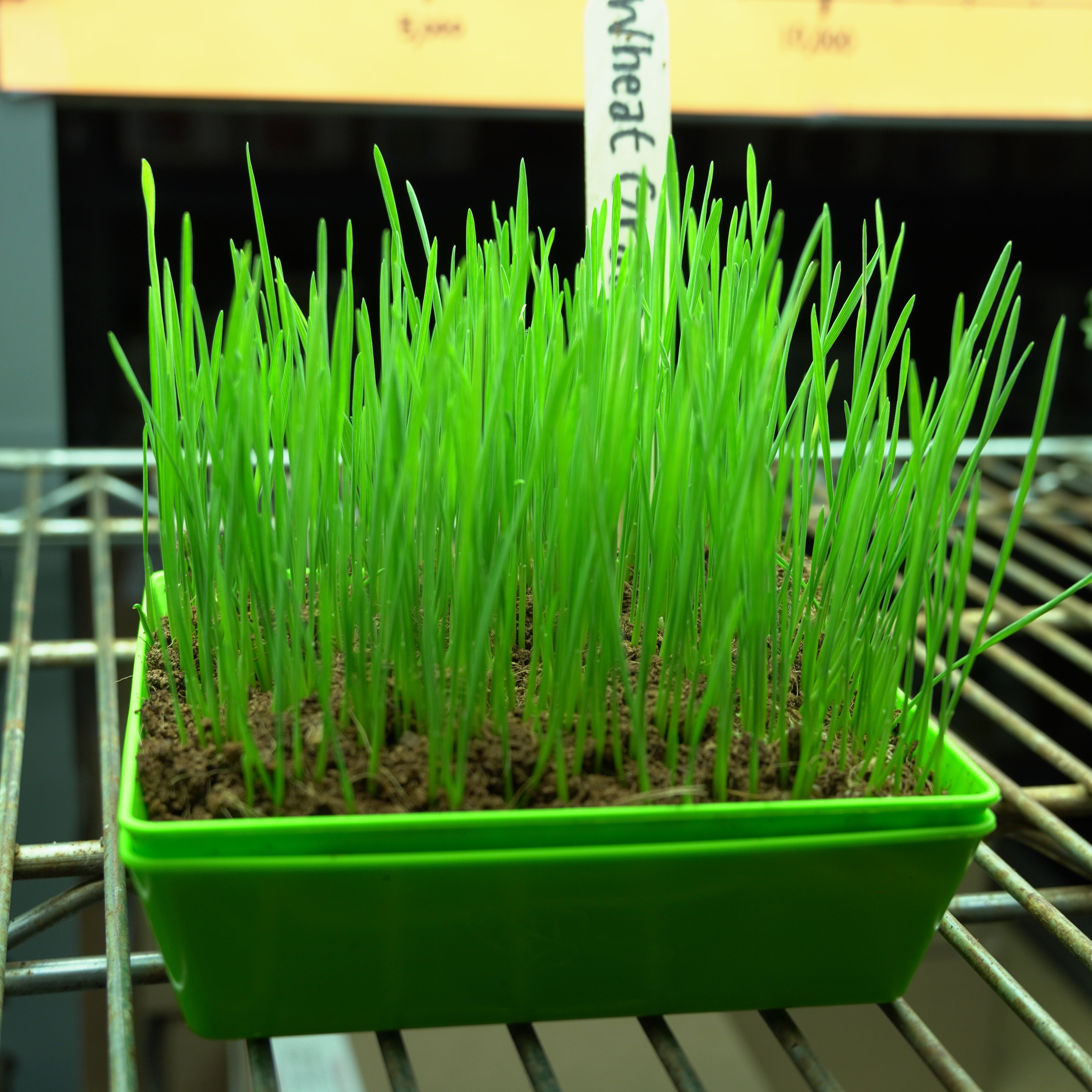 Microgreen Seed - Wheat Grass, ORGANIC - Sow True Seed