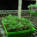 Microgreen Seed - Broccoli, ORGANIC - Sow True Seed