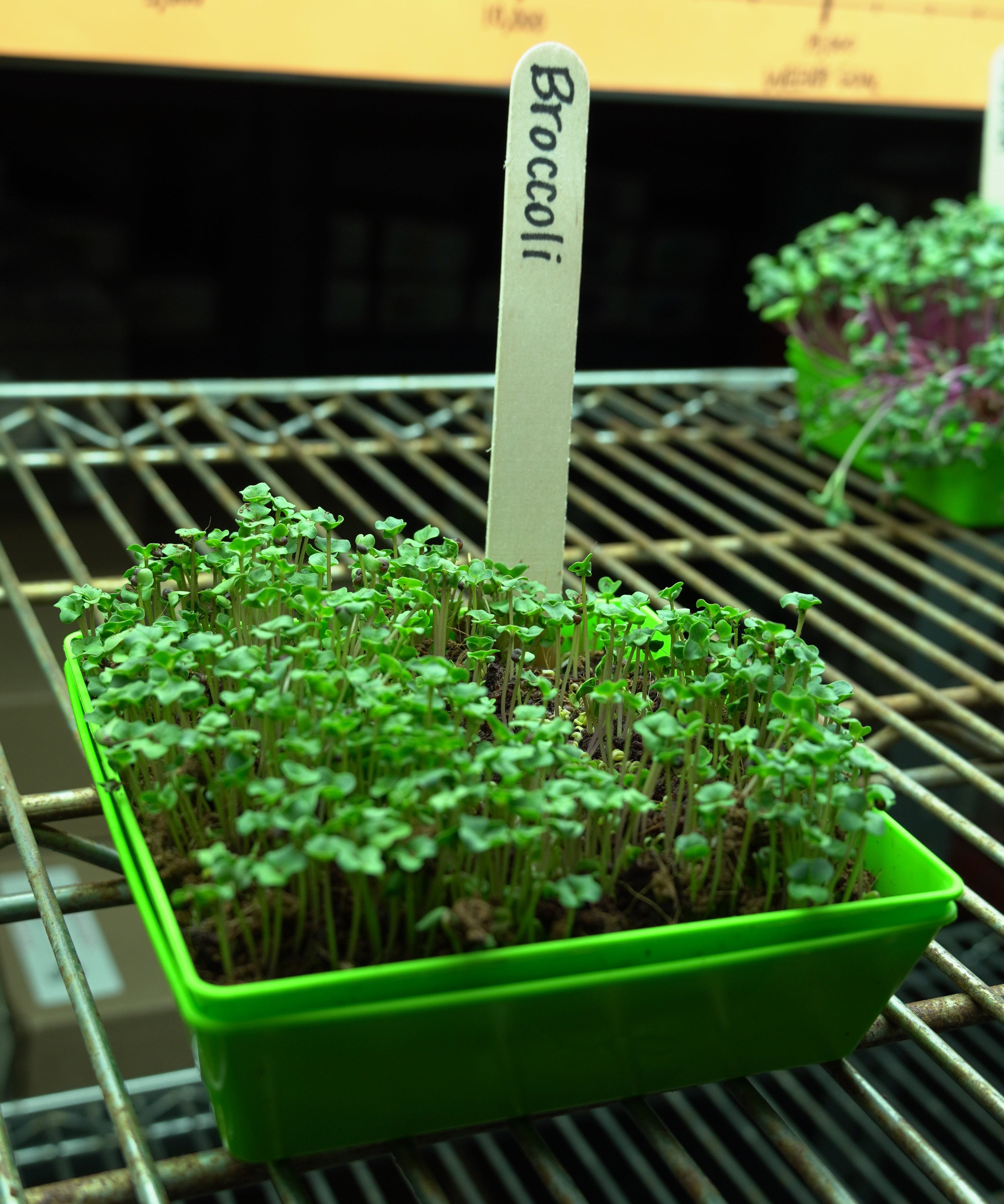 Microgreen Seed - Broccoli, ORGANIC - Sow True Seed