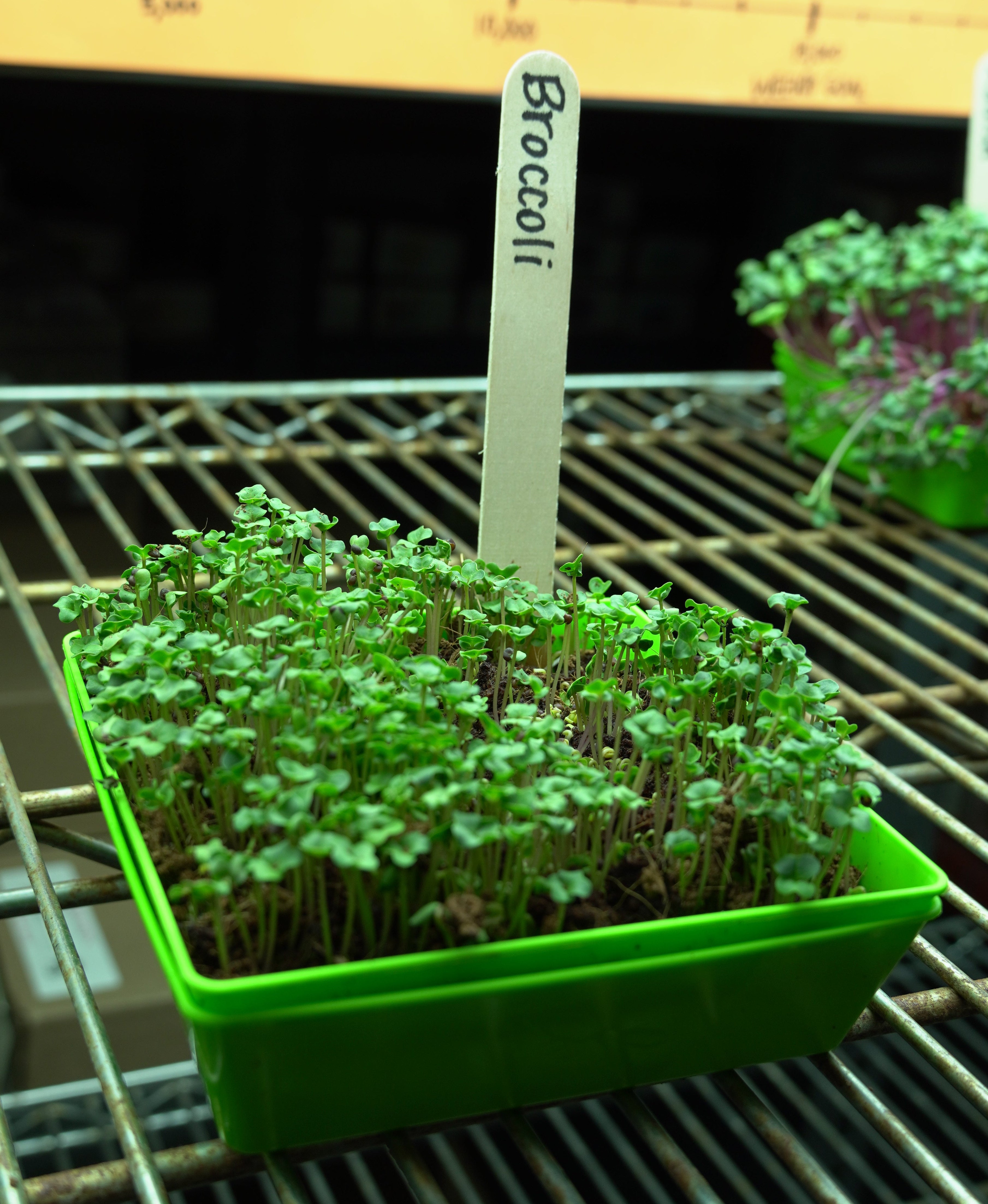 Microgreen Seed - Broccoli, ORGANIC - Sow True Seed