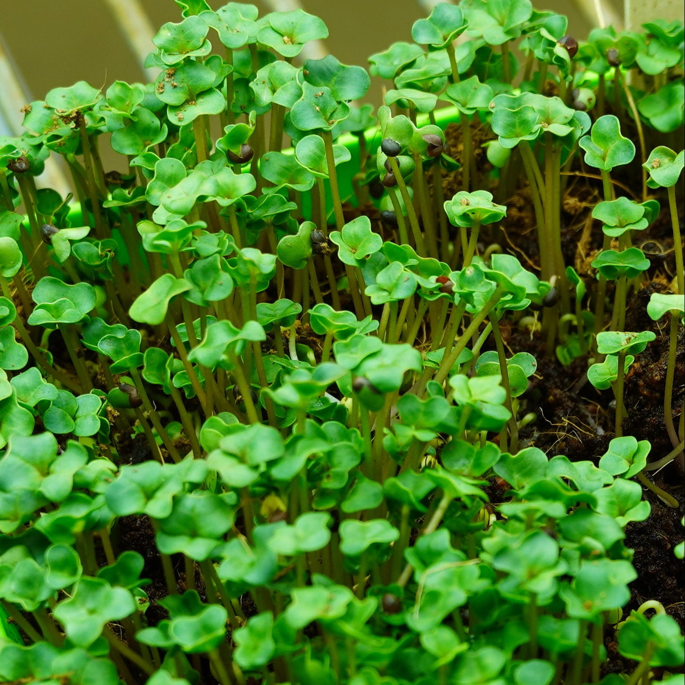 Microgreen Seed - Broccoli, ORGANIC - Sow True Seed